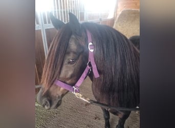 Meer ponys/kleine paarden, Ruin, 8 Jaar, 125 cm, Donkerbruin