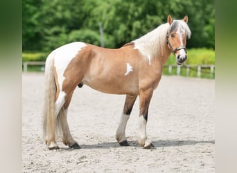 Meer ponys/kleine paarden, Ruin, 8 Jaar, 140 cm, Gevlekt-paard