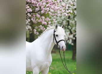 Meer ponys/kleine paarden, Ruin, 8 Jaar, 140 cm, Schimmel