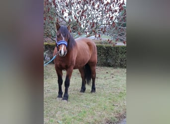 Meer ponys/kleine paarden, Ruin, 8 Jaar, 142 cm, Bruin