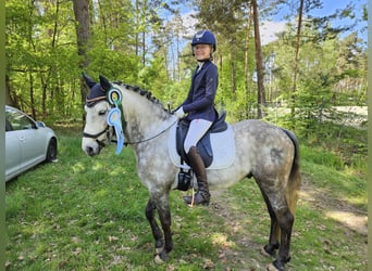 Meer ponys/kleine paarden, Ruin, 8 Jaar, 142 cm, Buckskin