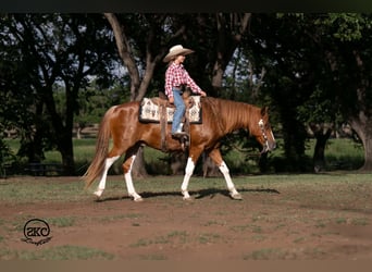 Meer ponys/kleine paarden, Ruin, 8 Jaar, 142 cm, Gevlekt-paard