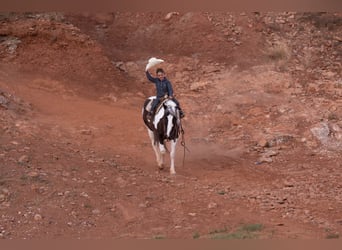 Meer ponys/kleine paarden, Ruin, 8 Jaar, 142 cm, Gevlekt-paard
