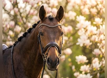 Meer ponys/kleine paarden, Ruin, 8 Jaar, 145 cm, Bruin