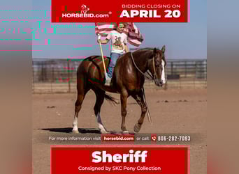 Meer ponys/kleine paarden, Ruin, 8 Jaar, 145 cm, Roodvos