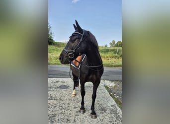 Meer ponys/kleine paarden Mix, Ruin, 8 Jaar, 146 cm, Zwart