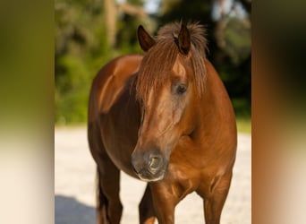 Meer ponys/kleine paarden, Ruin, 8 Jaar, 147 cm, Roodvos