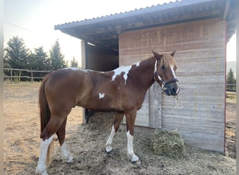 Meer ponys/kleine paarden, Ruin, 8 Jaar, 148 cm, Vos