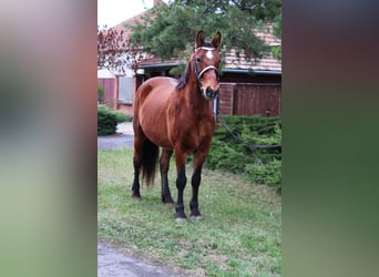 Meer ponys/kleine paarden, Ruin, 8 Jaar, 151 cm, Bruin