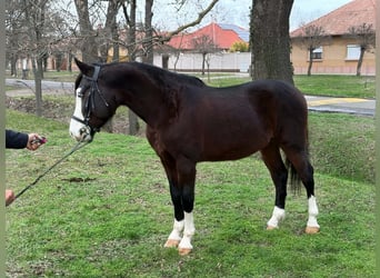 Meer ponys/kleine paarden, Ruin, 8 Jaar, 153 cm, Bruin