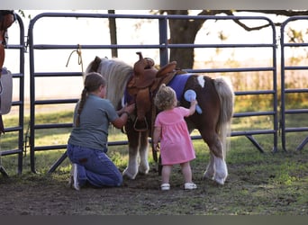 Meer ponys/kleine paarden, Ruin, 8 Jaar, 86 cm, Gevlekt-paard
