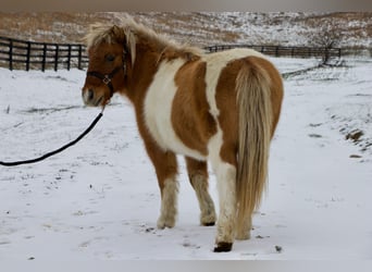 Meer ponys/kleine paarden, Ruin, 8 Jaar, 99 cm, Bruin