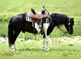 Meer ponys/kleine paarden, Ruin, 9 Jaar, 112 cm, Gevlekt-paard