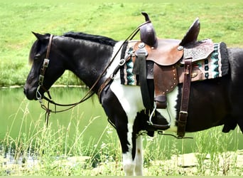 Meer ponys/kleine paarden, Ruin, 9 Jaar, 112 cm, Gevlekt-paard