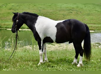 Meer ponys/kleine paarden, Ruin, 9 Jaar, 112 cm, Gevlekt-paard