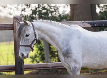 Meer ponys/kleine paarden, Ruin, 9 Jaar, 118 cm