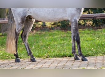 Meer ponys/kleine paarden, Ruin, 9 Jaar, 118 cm