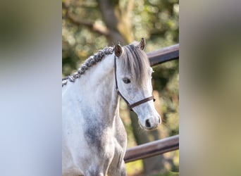 Meer ponys/kleine paarden, Ruin, 9 Jaar, 118 cm