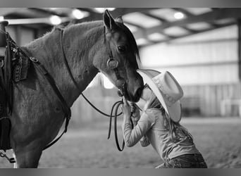 Meer ponys/kleine paarden, Ruin, 9 Jaar, 130 cm, Falbe