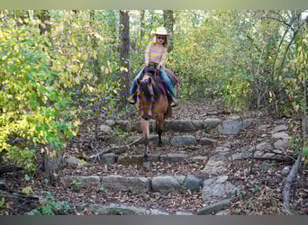 Meer ponys/kleine paarden, Ruin, 9 Jaar, 130 cm, Falbe