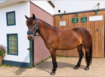 Meer ponys/kleine paarden Mix, Ruin, 9 Jaar, 135 cm, Bruin