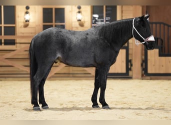 Meer ponys/kleine paarden, Ruin, 9 Jaar, 135 cm, Roan-Blue
