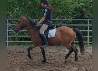 Meer ponys/kleine paarden, Ruin, 9 Jaar, 144 cm, Lichtbruin