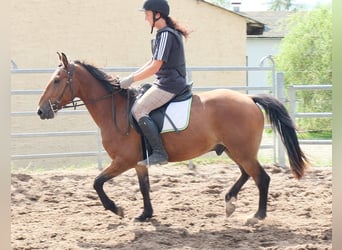 Meer ponys/kleine paarden, Ruin, 9 Jaar, 144 cm, Lichtbruin