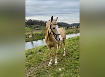 Meer ponys/kleine paarden, Ruin, 9 Jaar, 148 cm, Falbe