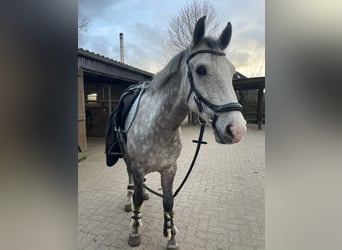 Meer ponys/kleine paarden, Ruin, 9 Jaar, 148 cm, Schimmel