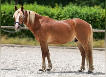Meer ponys/kleine paarden, Ruin, 9 Jaar, 148 cm, Vos