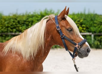 Meer ponys/kleine paarden, Ruin, 9 Jaar, 148 cm, Vos