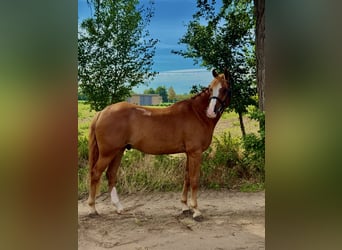 Meer ponys/kleine paarden, Ruin, 9 Jaar, 148 cm, Vos