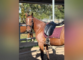 Meer ponys/kleine paarden Mix, Ruin, 9 Jaar, 150 cm, Bruin