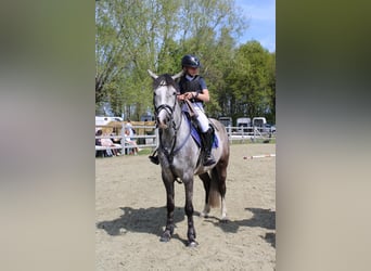 Meer ponys/kleine paarden, Ruin, 9 Jaar, 152 cm, Schimmel