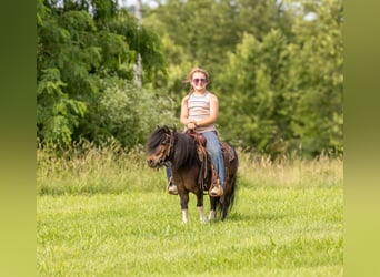 Meer ponys/kleine paarden, Ruin, 9 Jaar, 89 cm, Roodbruin