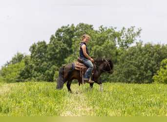 Meer ponys/kleine paarden, Ruin, 9 Jaar, 89 cm, Roodbruin