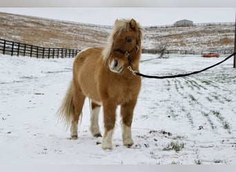 Meer ponys/kleine paarden, Ruin, 9 Jaar, 99 cm, Bruin