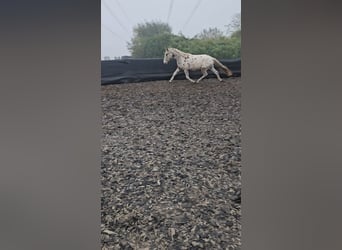 Meer volbloeden, Hengst, 3 Jaar, 154 cm, Appaloosa