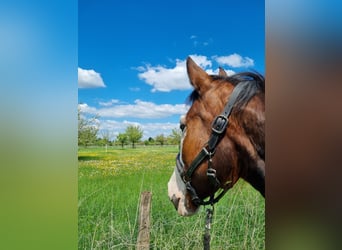 Meer volbloeden, Merrie, 10 Jaar, 150 cm, Bruin