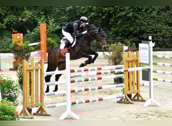 Meer volbloeden, Merrie, 10 Jaar, 162 cm, Bruin