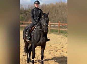 Meer volbloeden, Merrie, 11 Jaar, 166 cm, Donkerbruin