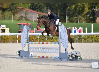 Meer volbloeden, Merrie, 12 Jaar, 163 cm, Bruin