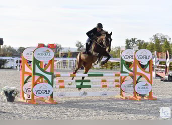 Meer volbloeden, Merrie, 12 Jaar, 163 cm, Bruin
