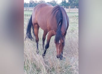 Meer volbloeden, Merrie, 13 Jaar, 158 cm, Bruin