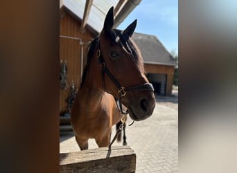 Meer volbloeden, Merrie, 13 Jaar, 165 cm, Bruin