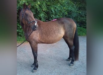 Meer volbloeden, Merrie, 14 Jaar, 160 cm, Bruin