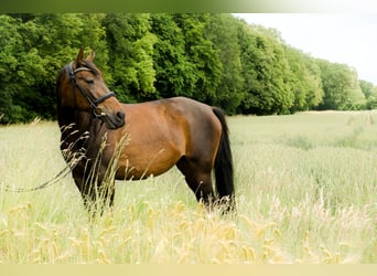 Meer volbloeden, Merrie, 14 Jaar, 160 cm, Donkerbruin