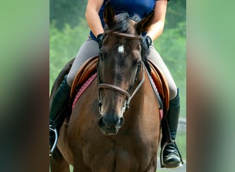 Meer volbloeden, Merrie, 14 Jaar, 163 cm, Donkerbruin