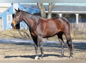 Meer volbloeden, Merrie, 14 Jaar, 163 cm, Donkerbruin